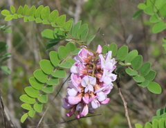 Robinia viscosa