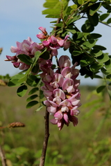 Robinia viscosa