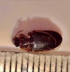 Platyninae