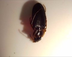 Platyninae