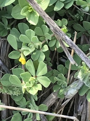 Lotus peregrinus