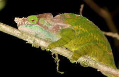 Calumma oshaughnessyi