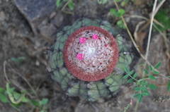 Melocactus