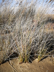 Juncus