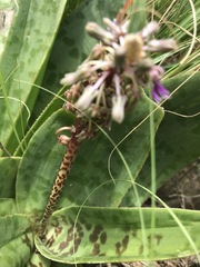 Ledebouria luteola