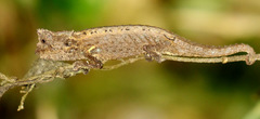 Brookesia thieli