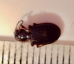 Platyninae
