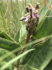 Ledebouria luteola