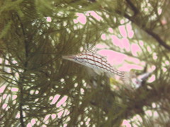 Oxycirrhites typus