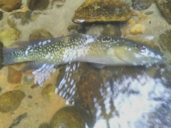 Crenicichla anthurus