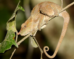 Calumma crypticum