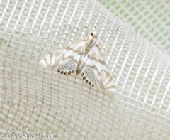 Neocataclysta magnificalis