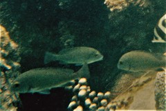Plectorhinchus gibbosus