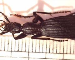 Galerita procera