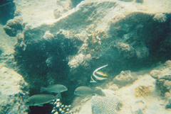 Plectorhinchus gibbosus