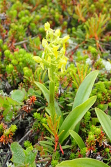 Platanthera tipuloides