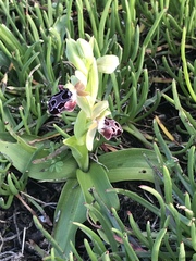 Ophrys kotschyi