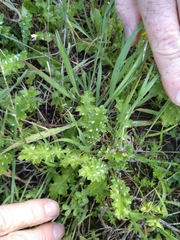 Carduus argentatus