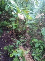 Crypturellus undulatus