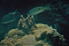 Lutjanus russellii