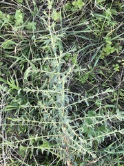 Hypericum triquetrifolium