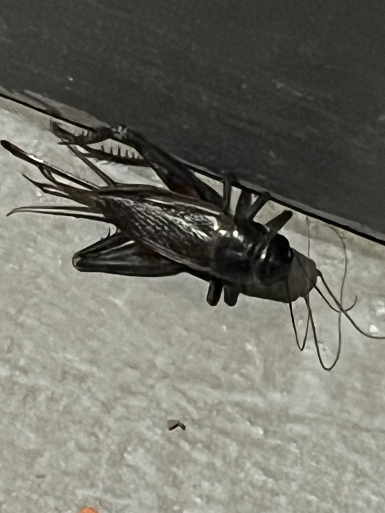 Fall Field Cricket from UTSA Blvd, San Antonio, TX, US on September 15, 2023 at 1251 AM by