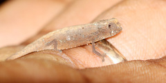 Brookesia tuberculata