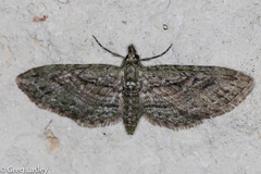 Eupithecia longidens