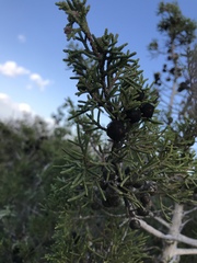 Juniperus phoenicea