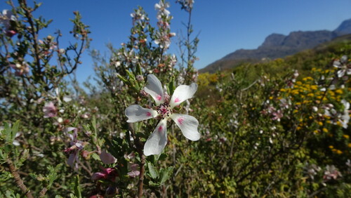 Wedge Mallow (Anisodontea fruticosa)