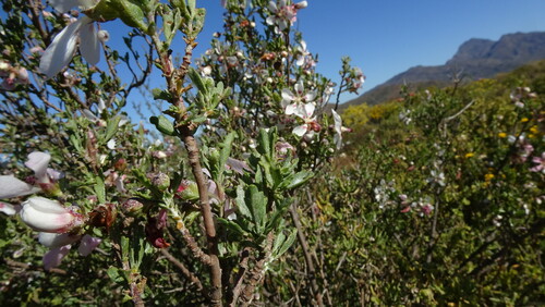 Image of Anisodontea fruticosa by (c) Paul Emms, some rights reserved (CC BY-SA)