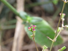 Boerhavia diffusa diffusa