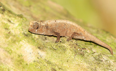 Brookesia tuberculata