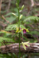 Phaius pulchellus sandrangatensis