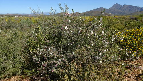 Image of Anisodontea fruticosa by (c) Paul Emms, some rights reserved (CC BY-SA)