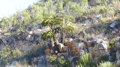 Encephalartos longifolius