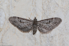 Eupithecia bolterii