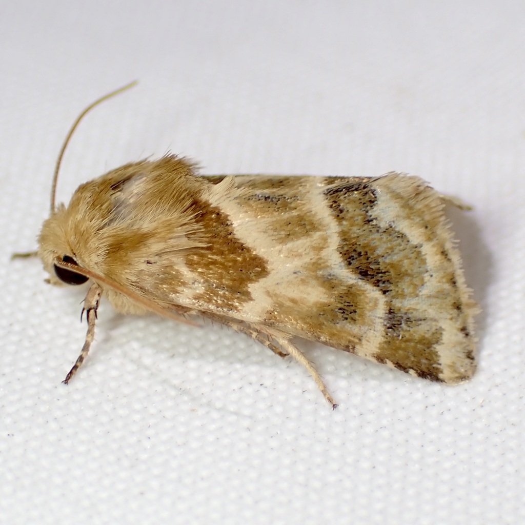 Schinia errans