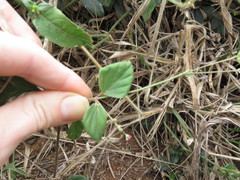 Boerhavia diffusa diffusa