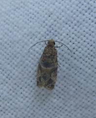 Lobesia physophora