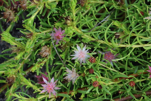 Image of Diastella buekii by (c) Tony Rebelo, some rights reserved (CC BY-SA)