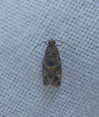 Lobesia physophora