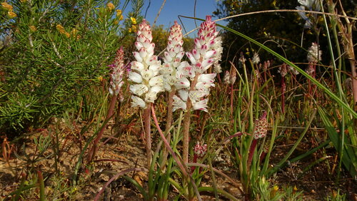 Lachenalia contaminata
