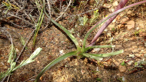 Lachenalia contaminata