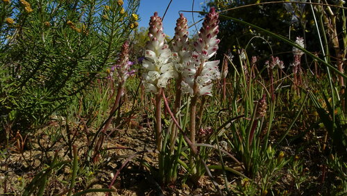 Image of Lachenalia contaminata by (c) Paul Emms, some rights reserved (CC BY-SA)