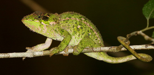 Endemic Reptiles of Madagascar · iNaturalist