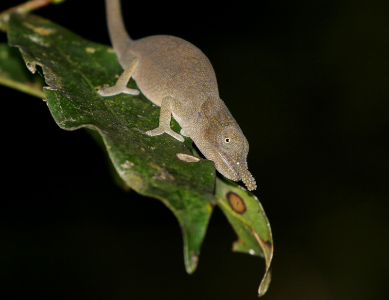 Gehring's Chameleon