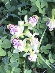 Ophrys umbilicata flavomarginata