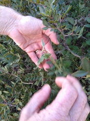 Convolvulus althaeoides althaeoides