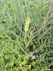 Tragopogon porrifolius